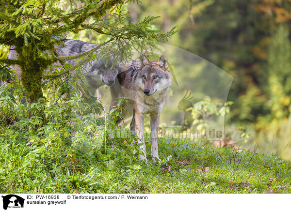 Eurasischer Grauwolf / eurasian greywolf / PW-16938
