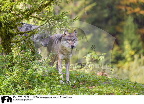 Eurasischer Grauwolf / eurasian greywolf / PW-16939