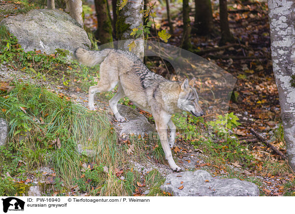 Eurasischer Grauwolf / eurasian greywolf / PW-16940