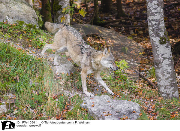 Eurasischer Grauwolf / eurasian greywolf / PW-16941