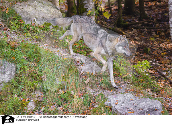 Eurasischer Grauwolf / eurasian greywolf / PW-16942
