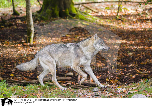 Eurasischer Grauwolf / eurasian greywolf / PW-16943