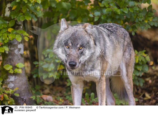 eurasian greywolf / PW-16945