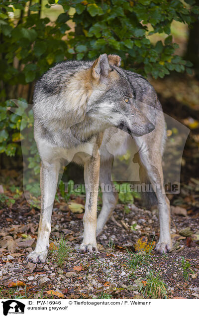 Eurasischer Grauwolf / eurasian greywolf / PW-16946