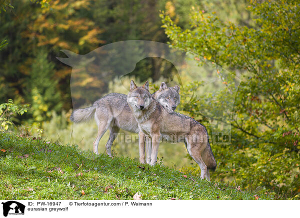 Eurasischer Grauwolf / eurasian greywolf / PW-16947