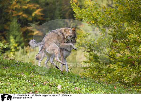 eurasian greywolf / PW-16949