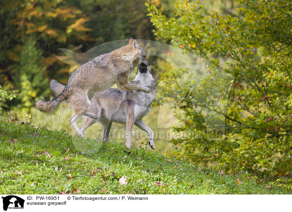 Eurasischer Grauwolf / eurasian greywolf / PW-16951
