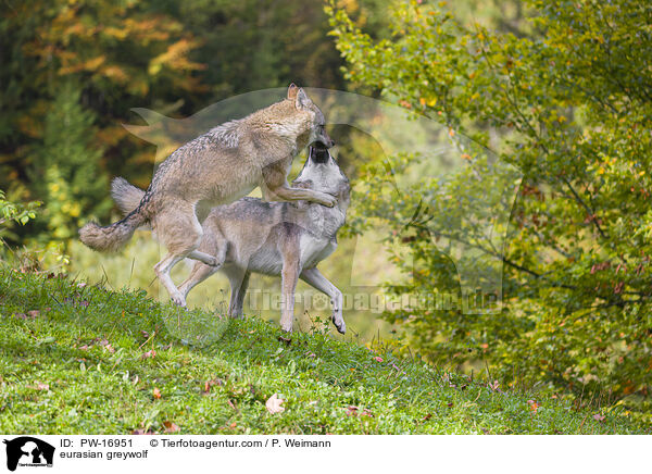 eurasian greywolf / PW-16951