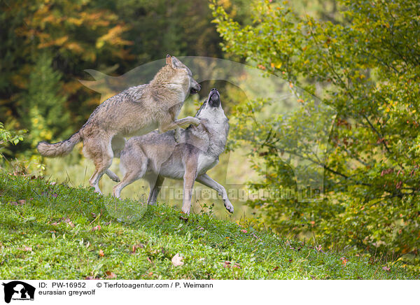 Eurasischer Grauwolf / eurasian greywolf / PW-16952