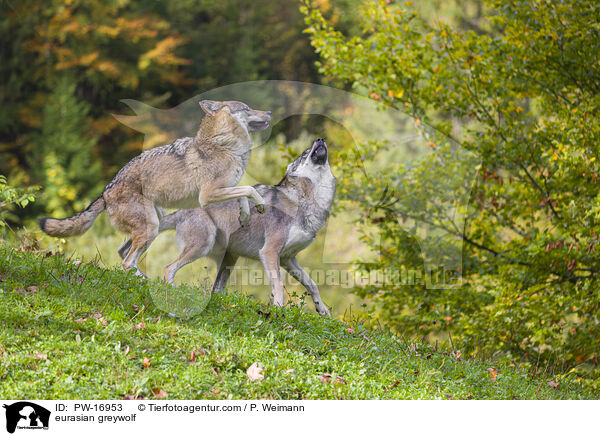Eurasischer Grauwolf / eurasian greywolf / PW-16953