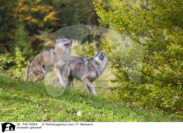 Eurasischer Grauwolf / eurasian greywolf / PW-16954