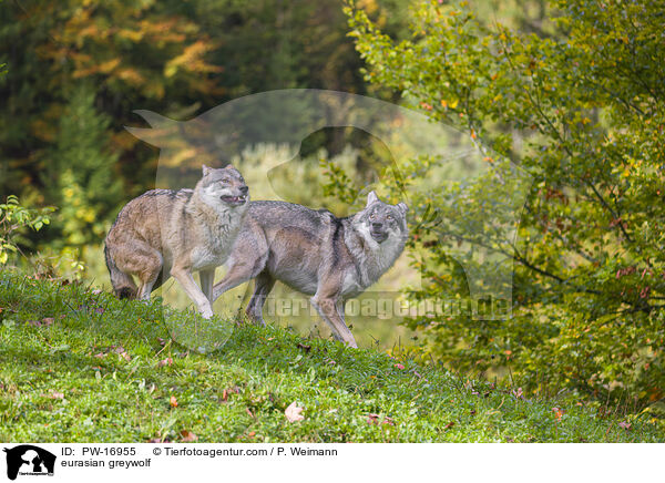Eurasischer Grauwolf / eurasian greywolf / PW-16955