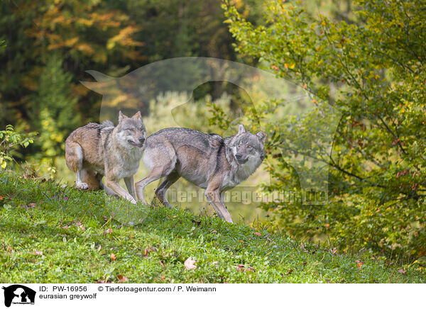 eurasian greywolf / PW-16956