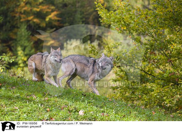 Eurasischer Grauwolf / eurasian greywolf / PW-16956