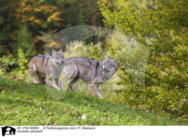 Eurasischer Grauwolf / eurasian greywolf / PW-16956