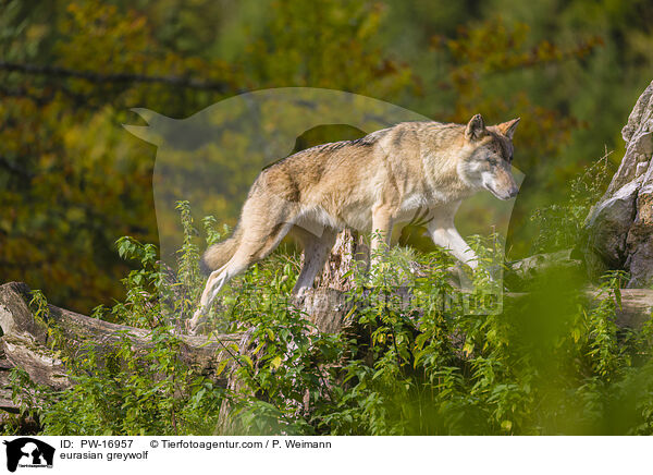 Eurasischer Grauwolf / eurasian greywolf / PW-16957