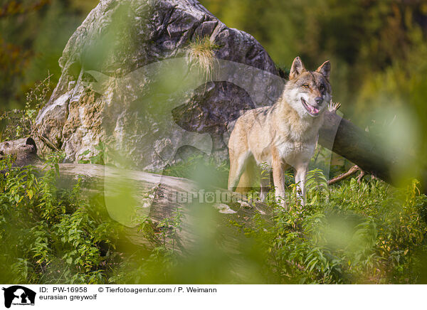 eurasian greywolf / PW-16958