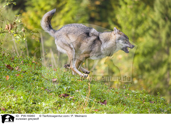 Eurasischer Grauwolf / eurasian greywolf / PW-16960
