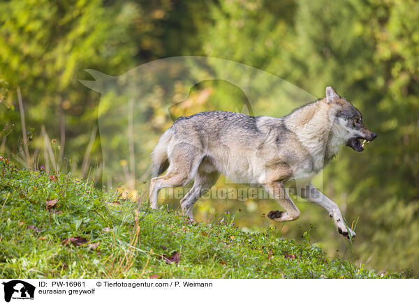 Eurasischer Grauwolf / eurasian greywolf / PW-16961