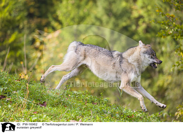 eurasian greywolf / PW-16962