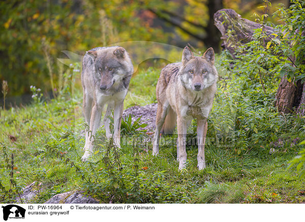 Eurasischer Grauwolf / eurasian greywolf / PW-16964