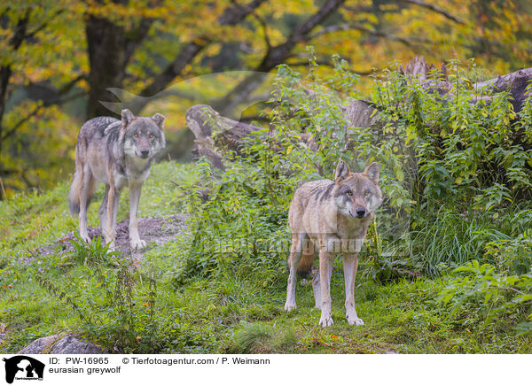 Eurasischer Grauwolf / eurasian greywolf / PW-16965