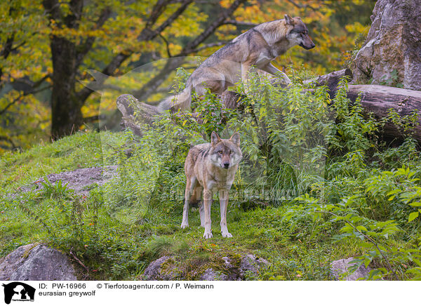 Eurasischer Grauwolf / eurasian greywolf / PW-16966