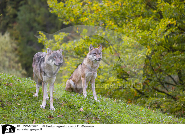 Eurasischer Grauwolf / eurasian greywolf / PW-16967