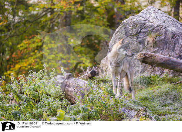 eurasian greywolf / PW-16968