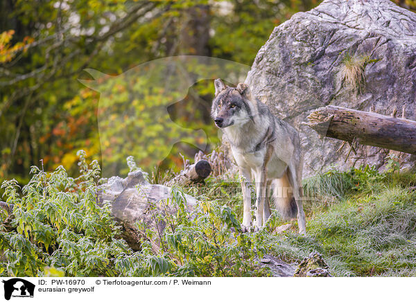 Eurasischer Grauwolf / eurasian greywolf / PW-16970