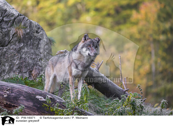 Eurasischer Grauwolf / eurasian greywolf / PW-16971