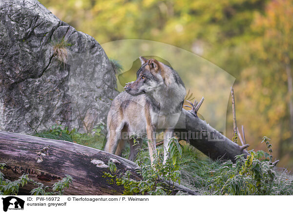eurasian greywolf / PW-16972