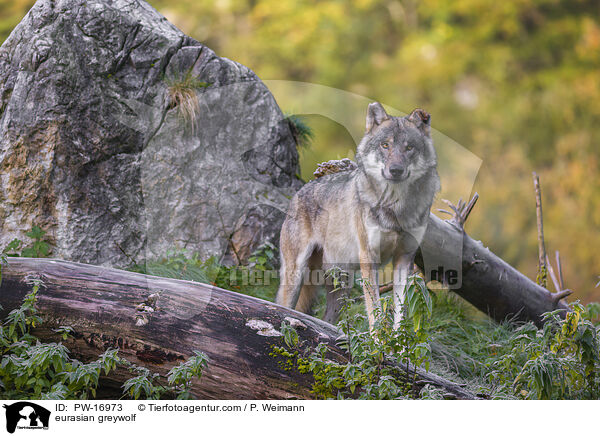 Eurasischer Grauwolf / eurasian greywolf / PW-16973