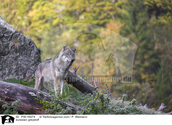 Eurasischer Grauwolf / eurasian greywolf / PW-16974
