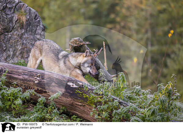 eurasian greywolf / PW-16975