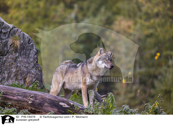 eurasian greywolf / PW-16976