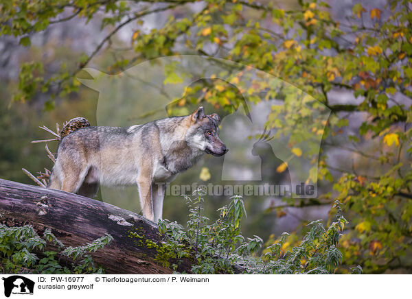 eurasian greywolf / PW-16977