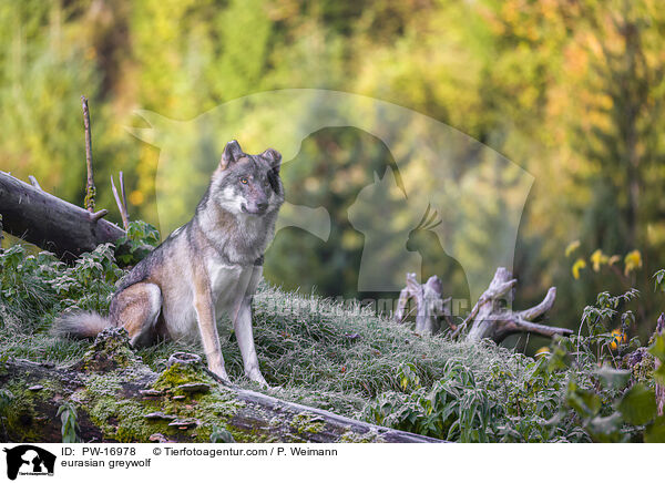 Eurasischer Grauwolf / eurasian greywolf / PW-16978