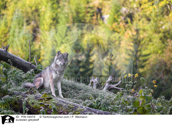 eurasian greywolf / PW-16979