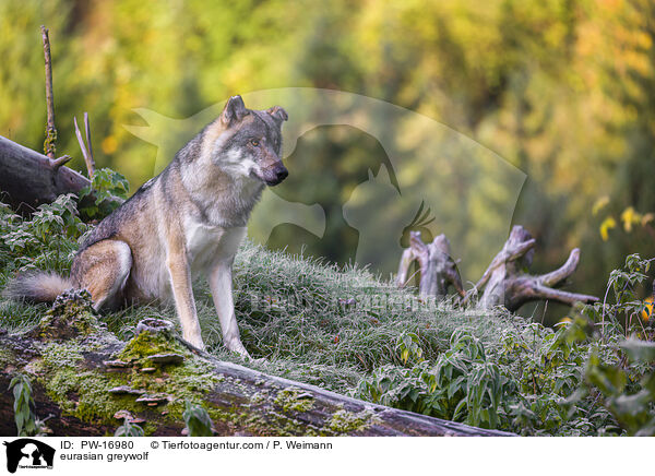 Eurasischer Grauwolf / eurasian greywolf / PW-16980