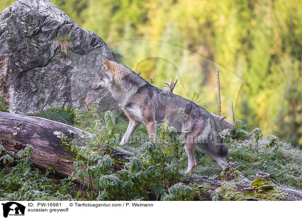Eurasischer Grauwolf / eurasian greywolf / PW-16981