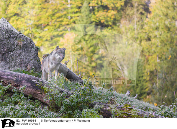 Eurasischer Grauwolf / eurasian greywolf / PW-16984