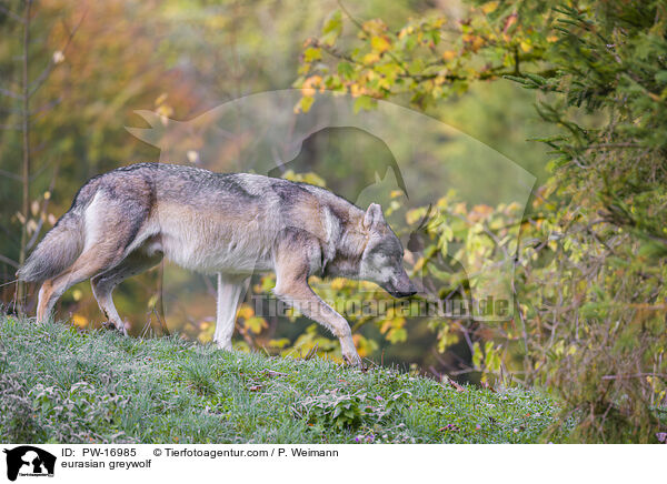 eurasian greywolf / PW-16985