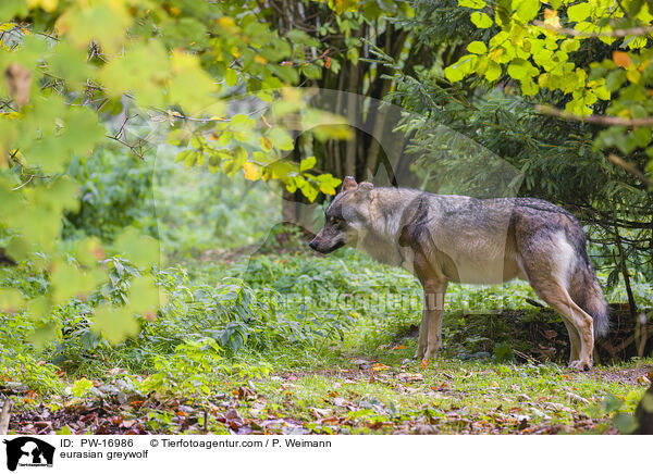 Eurasischer Grauwolf / eurasian greywolf / PW-16986