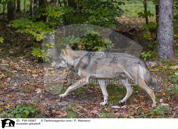 Eurasischer Grauwolf / eurasian greywolf / PW-16987