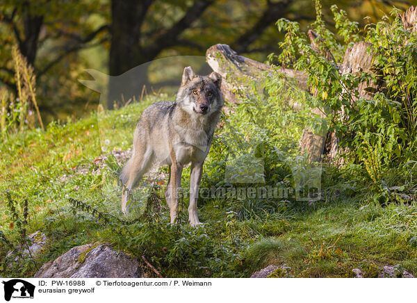 Eurasischer Grauwolf / eurasian greywolf / PW-16988
