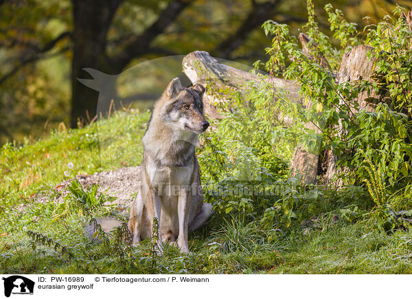 Eurasischer Grauwolf / eurasian greywolf / PW-16989