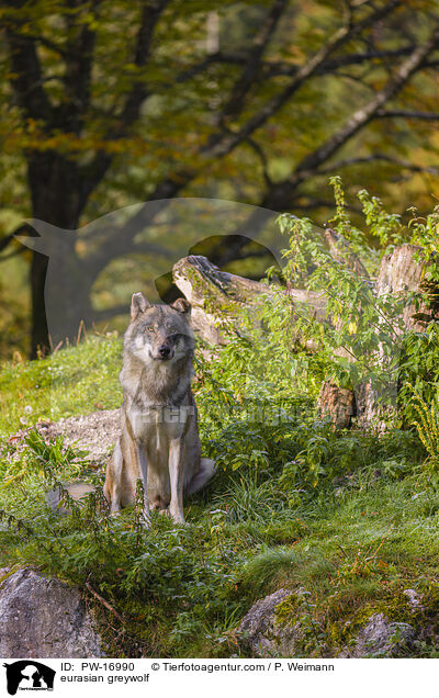 Eurasischer Grauwolf / eurasian greywolf / PW-16990