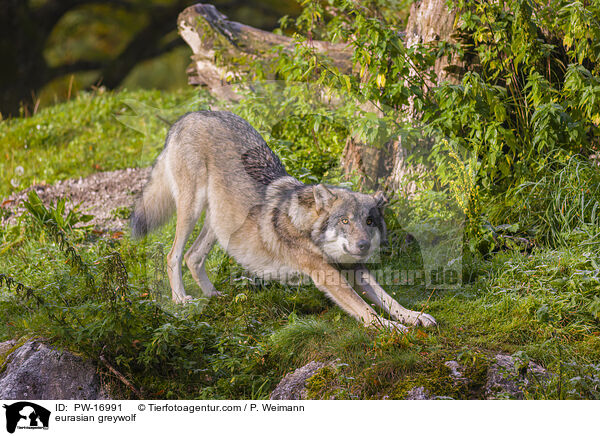 eurasian greywolf / PW-16991