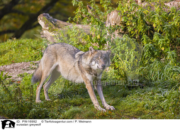 eurasian greywolf / PW-16992